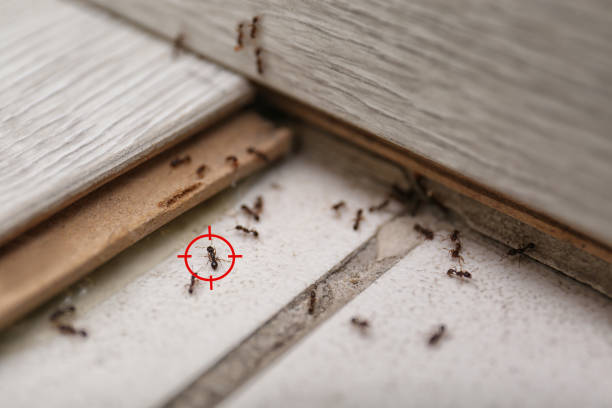 Best Pest Inspection Near Me  in Hammond, WI