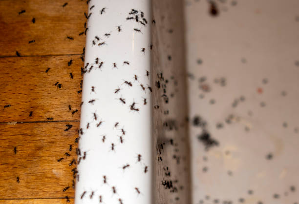 Best Affordable Pest Control Services  in Hammond, WI