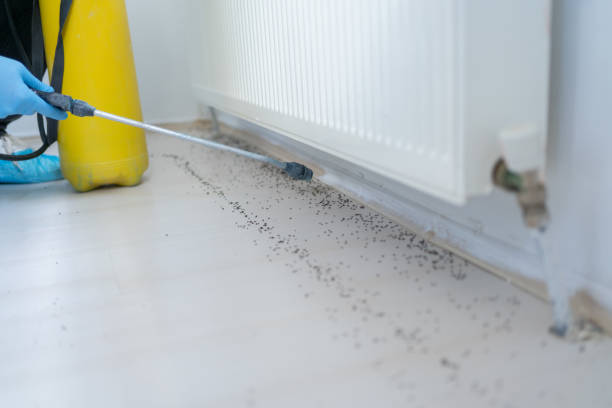 Best Mosquito Control Services  in Hammond, WI