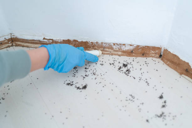 Best Emergency Pest Control  in Hammond, WI